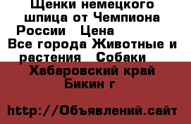 Щенки немецкого шпица от Чемпиона России › Цена ­ 50 000 - Все города Животные и растения » Собаки   . Хабаровский край,Бикин г.